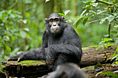 Afrika, Uganda, Kibale-Nationalpark, Ngogo-Schimpansenprojekt. Ein junger Schimpanse ist wachsam und achtet auf das erwachsene Männchen, das vor ihm steht.