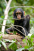 Afrika, Uganda, Kibale-Nationalpark, Ngogo-Schimpansenprojekt. Ein verspieltes und neugieriges Schimpansenkind greift nach einem dünnen Ast und kaut darauf herum.