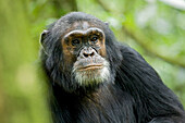 Afrika, Uganda, Kibale-Nationalpark, Ngogo. Ein männlicher Schimpanse lauscht wachsam.