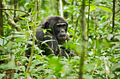 Africa, Uganda, Kibale National Park, Ngogo Chimpanzee Project. Wild male chimpanzee sits in the vegetation observing his surroundings.