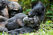 Afrika, Uganda, Kibale-Nationalpark, Ngogo-Schimpansenprojekt. Wilder männlicher Schimpanse entspannt sich und beobachtet seine Umgebung, während er gestriegelt wird.