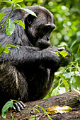 Afrika, Uganda, Kibale-Nationalpark, Ngogo-Schimpansenprojekt. Ein erwachsener männlicher Schimpanse schaut sich ein Blatt genau an und putzt es ausgiebig. Das Putzen von Blättern, wenn es allein geschieht, kann eine Verdrängungsaktivität sein.
