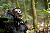 Africa, Uganda, Kibale National Park, Ngogo Chimpanzee Project. A male chimpanzee looks up into the trees.