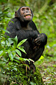 Afrika, Uganda, Kibale-Nationalpark, Ngogo-Schimpansenprojekt. Ein junger erwachsener Schimpanse beobachtet seine Umgebung und drückt seine nervöse, soziale Erregung in seinem Gesicht und mit einer teilweisen Erektion aus.