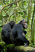 Africa, Uganda, Kibale National Park, Ngogo. Two male chimpanzees wait and listen for the rest of their group.