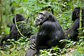 Afrika, Uganda, Kibale-Nationalpark, Ngogo-Schimpansenprojekt. Ein männlicher Schimpanse sitzt bei seinen Artgenossen und blickt nach oben.