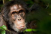 Afrika, Uganda, Kibale-Nationalpark, Ngogo-Schimpansenprojekt. Wilder Schimpanse