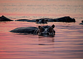 Africa, Zambia. Hippos in river at sunset