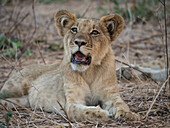 Afrika, Sambia. Porträt eines Löwenjungen