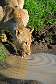 Africa, Zambia, South Luangwa National Park, Mfuwe. Lioness (Panthera Leo) drinking from small puddle.