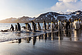 South Georgia Island, St. Andrew's Bay. King penguins on beach at sunrise
