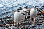 South Georgia Island, Godthul. Gentoo penguins on shore