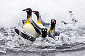 South Georgia Island, Salisbury Plains. Group of king penguins emerge onto shore
