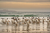 Falkland Islands, Grave Cove. Gentoo penguins walking in surf at sunset