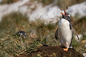 Antarktis, Südgeorgien, Inselgruppe Bay of Isles. Eselspinguin ruft nach seiner Gefährtin