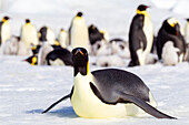 Antarctica, Snow Hill. An emperor penguin adult lies in the snow at the edge of the rookery.