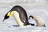 Antarktis, Schneehügel. Ein junges Küken stapft hinter einem erwachsenen Kaiserpinguin her.