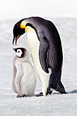 Antarctica, Snow Hill. A chick standing next to its parent vocalizing and interacting.