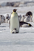 Antarctica, Snow Hill. A very small chick sits on its parent's feet.