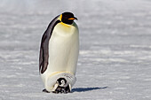Antarctica, Snow Hill. A very small chick sits on its parent's feet.