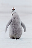 Antarktis, Schneehügel. Porträt eines Pinguinkükens.