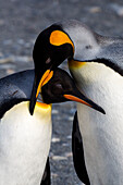 Antarctica, South Georgia Island. St. Andrew's Bay, pair of King Penguins
