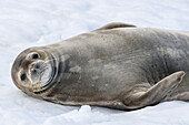 Antarctic Peninsula, Antarctica, Half Moon Island. Weddell seal resting.
