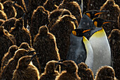 South Georgia Island, Gold Harbour. King penguin colony.