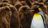 South Georgia Island, Gold Harbour. King penguin colony.