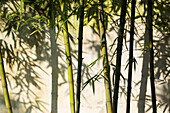 Bambus wirft Schatten an die Wand im Garten des bescheidenen Verwalters, Suzhou, Provinz Jiangsu, China