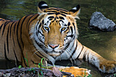 Indien. Männlicher bengalischer Tiger (Pantera Tigris Tigris) genießt die Kühle eines Wasserlochs im Kanha-Tigerreservat.