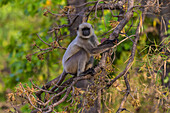 India. Grey langur, Hanuman langur (Semnopithecus entellus) at Bandhavgarh Tiger Reserve
