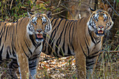 India. A pair of male Bengal tigers (Pantera Tigris Tigris) enjoy the cool of a water hole at Bandhavgarh Tiger Reserve.