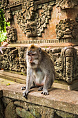 Balinesischer Langschwanzaffe (Macaca fascicularis), Heiliger Affenwald, Ubud, Bali, Indonesien