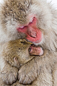 Asien, Japan, Nagano, Jigokudani Yaen Koen, Snow Monkey Park, Japanmakak, Macaca fuscata. Eine Mutter und ihr Schneeaffenbaby kuscheln sich zusammen, um sich warm zu halten.