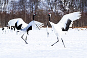 Asia, Japan, Hokkaido, Kushiro, Tsuri-Ito Rec-crowned Crane Sanctuary, Tancho Sanctuary, red-crowned crane, Grus japonensis. Two red-crowned cranes dance while the rest of the group looks on.