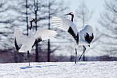 Asia, Japan, Hokkaido, Kushiro, Tsuri-Ito Red-crowned Crane Sanctuary, red-crowned crane, Grus japonensis. Two red-crowned cranes practice their courtship dance.