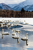 Japan, Hokkaido, Kussharo-See. Singschwäne beim Schwimmen im See