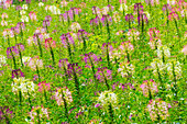 Blumen auf der Blumenfarm, Furano, Präfektur Hokkaido, Japan