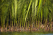 Palm trees by Thu Bon River, Hoi An, Vietnam