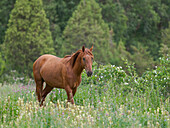 Pferde auf ihrer Sommerweide. Nationalpark Besch Tasch im Talas-Alatoo-Gebirge, Tien-Shan- oder Himmelsgebirge, Kirgisistan