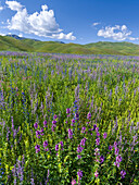 Wildblumenwiese in der Nähe der Bergstraße von Kazarman zum Bergpass Urum Basch Ashuusu im Tien Shan-Gebirge oder Himmelsgebirge in Kirgisien, Kirgisistan