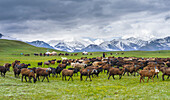 Traditionelle Jurte mit dem Transalai-Gebirge im Hintergrund. Alaj-Tal im Pamirgebirge. Zentralasien, Kirgisistan