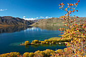 Rosehip berries and Sailors Cutting in autumn, Lake Benmore, Waitaki Valley, North Otago, South Island, New Zealand