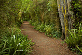 Walking Track Through Remnant Forest In Thompsons Bush, Invercargill, Southland, South Island, New Zealand