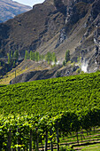 New Zealand, South Island, Otago, Gibbston, vineyard