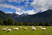 Neuseeland, Südinsel. Schafe grasen auf einer Weide