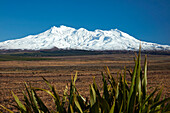 Mt Ruapehu, Rangipo Desert, and flax, Tongariro National Park, Central Plateau, North Island, New Zealand