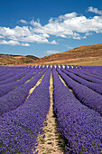 New Zealand Alpine Lavender, near Twizel, Mackenzie Country, Canterbury, South Island, New Zealand