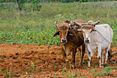 Cuba. Pinar del Rio. Vinales. Oxen plowing a field.